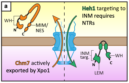 CHMPions of repair: Emerging perspectives on sensing and repairing the nuclear envelope barrier