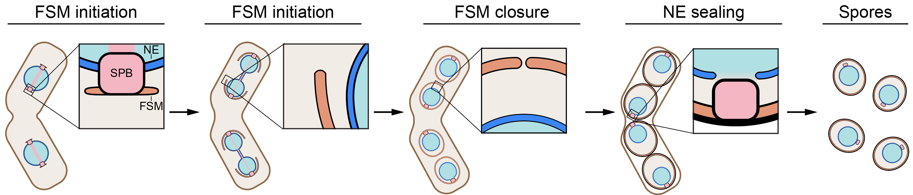 A diagrammatic representation of meiosis II in the fission yeast, _S. pombe_. Forespore membrane (FSM), nuclear envelope (NE), spindle pole body (SPB)