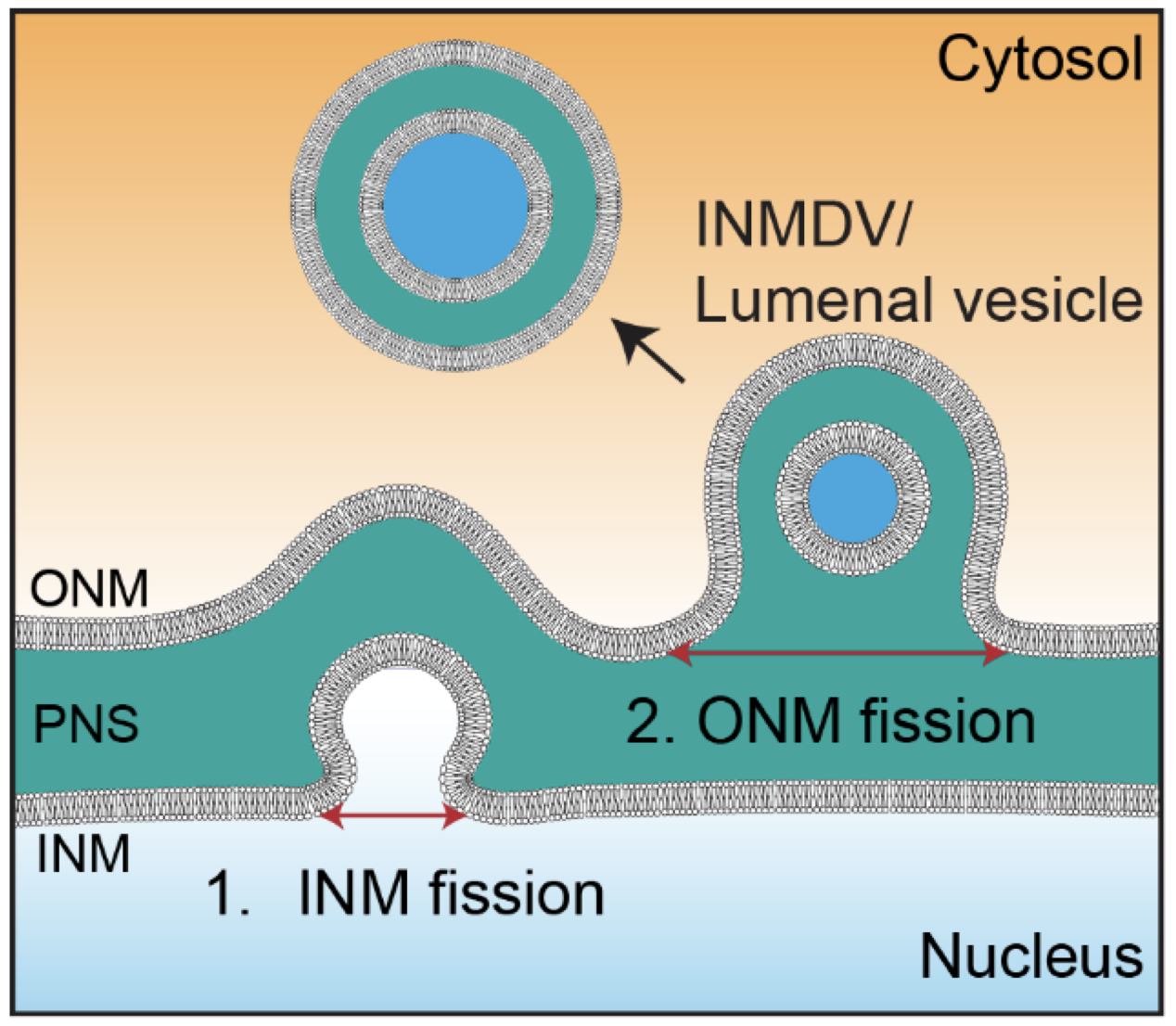 A quantitative ultrastructural timeline of nuclear autophagy reveals a role for dynamin-like protein 1 at the nuclear envelope