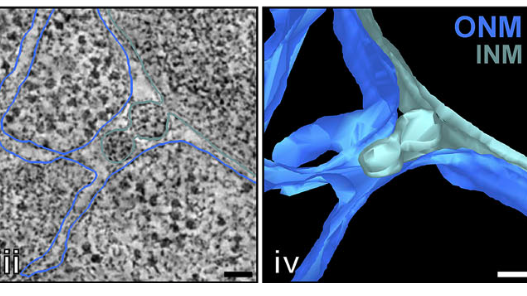 Atg39 selectively captures inner nuclear membrane into lumenal vesicles for delivery to the autophagosome