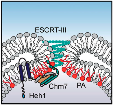 Direct binding of ESCRT protein Chm7 to phosphatidic acid–rich membranes at nuclear envelope herniations