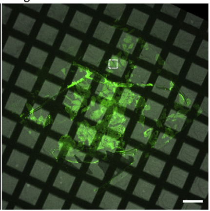 triCLEM- Combining high-precision, room temperature CLEM with cryo-fluorescence microscopy to identify very rare events